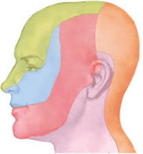Иннервируемые тройничным нервом зоны чувствительности на коже лица
