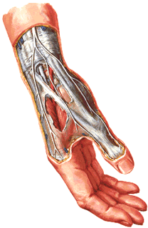 Анатомия лучезапястного сустава в норме (вид сбоку) показывает излюбленные места появления гигромы кисти, Гигрома, диагностика гигромы, лечение гигромы в Санкт-Петербурге, удаление гигромы, запястье, кисть, рука