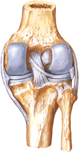Вид спереди на связки и надколенник коленного сустава